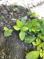 Duranta erecta