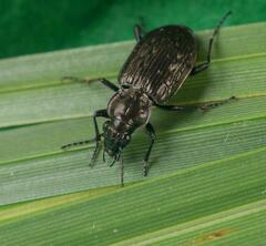Blethisa multipunctata