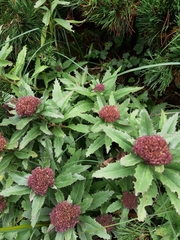 Hylotelephium telephium fabaria