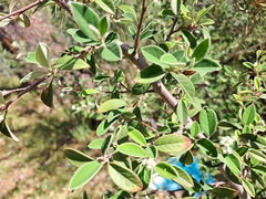 Cotoneaster pannosus