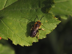 Macropis