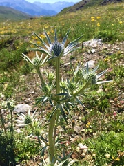 Eryngium bourgatii
