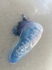 Physalia physalis