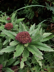 Hylotelephium telephium fabaria