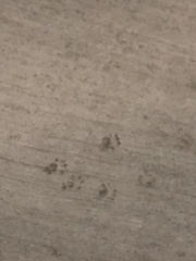 Sciurus niger