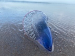 Physalia physalis