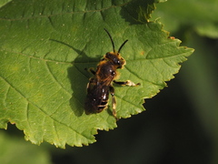 Macropis
