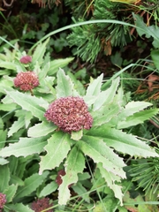 Hylotelephium telephium fabaria