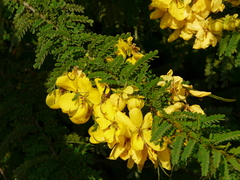 Senna polyphylla