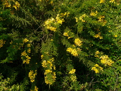 Senna polyphylla