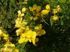 Senna polyphylla