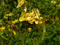 Senna polyphylla