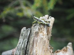 Booneacris glacialis