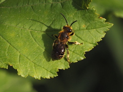 Macropis
