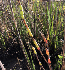 Salicornia