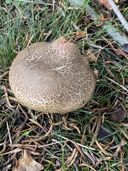 Xerocomellus chrysenteron