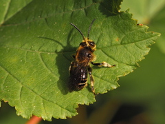 Macropis