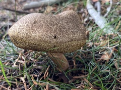 Xerocomellus chrysenteron