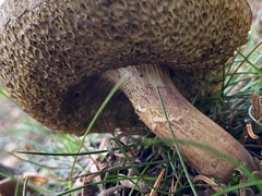 Xerocomellus chrysenteron