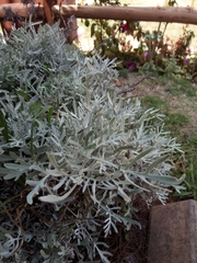 Pseudevernia consocians