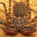 Common Whipspider - Photo (c) Rudolph Steenkamp, some rights reserved (CC BY-NC), uploaded by Rudolph Steenkamp