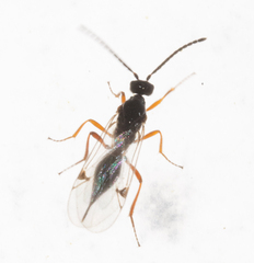 Proctotrupidae