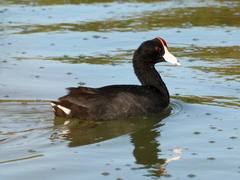 Fulica alai