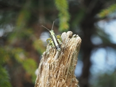 Booneacris glacialis