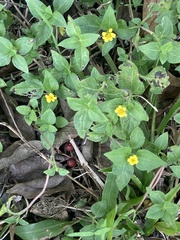 Calyptocarpus vialis