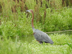 Ardea goliath