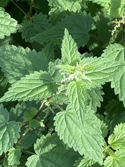 Urtica dioica