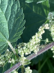 Urtica dioica