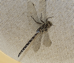 Aeshna canadensis