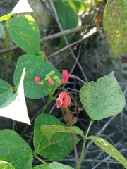 Phaseolus coccineus