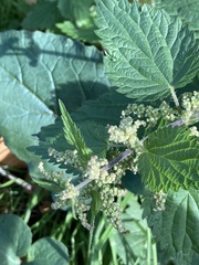 Urtica dioica
