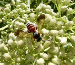 Dieunomia nevadensis