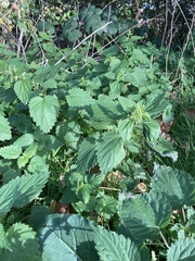 Urtica dioica