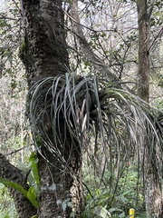Tillandsia fasciculata