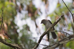 Saltator striatipectus