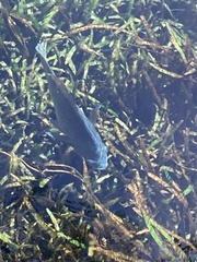 Oreochromis