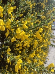 Cytisus scoparius