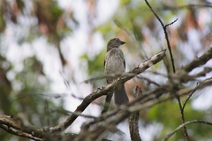 Saltator striatipectus