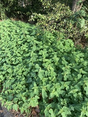 Urtica dioica