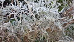 Thamnolia vermicularis