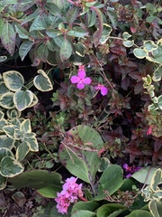 Impatiens walleriana