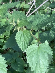 Urtica dioica