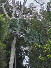 Thaumatophyllum undulatum