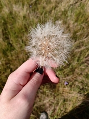 Hypochaeris megapotamica