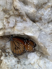 Danaus eresimus montezuma