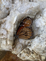 Danaus eresimus montezuma